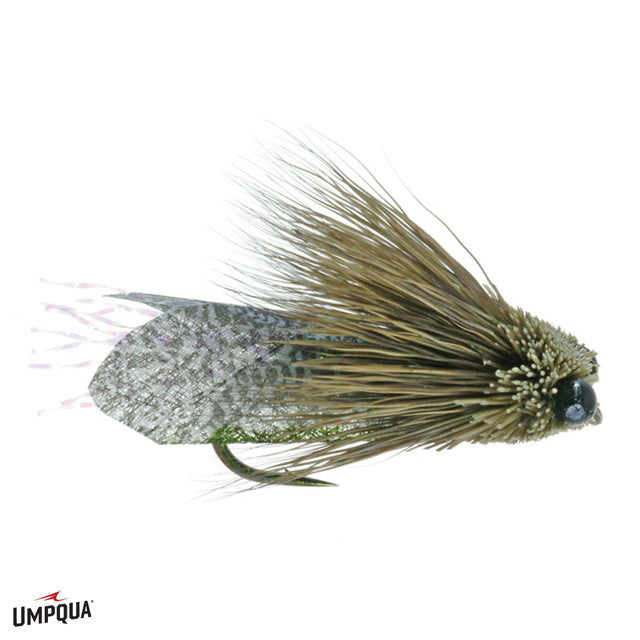 Clark's Cicada