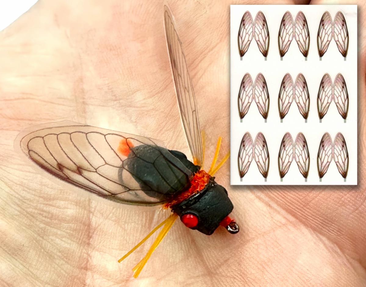 Cicada Wings