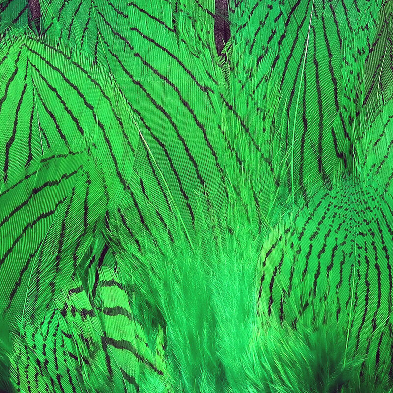 Silver Pheasant Body Feathers