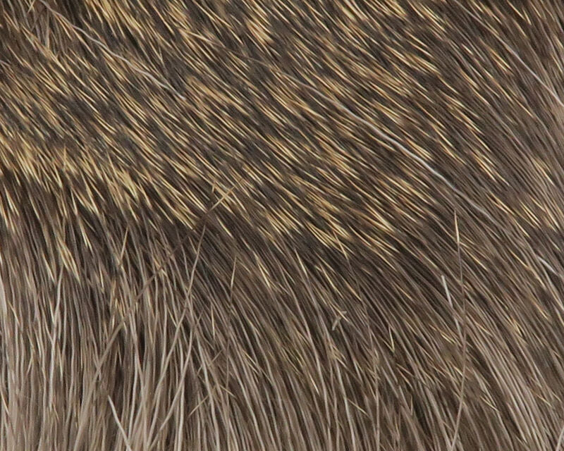 Coastal Blacktail Deer Body Hair