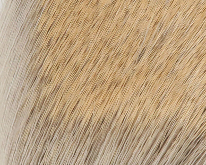 Coastal Blacktail Deer Body Hair