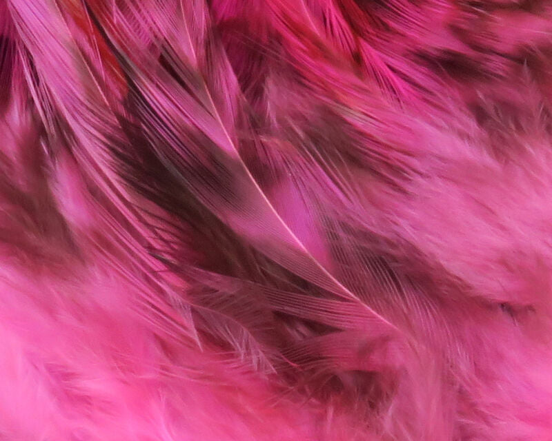Strung 4-6" Grizzly Variant Saddle Hackle
