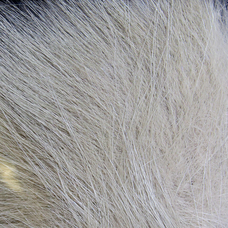 Arctic Fox Body Hair