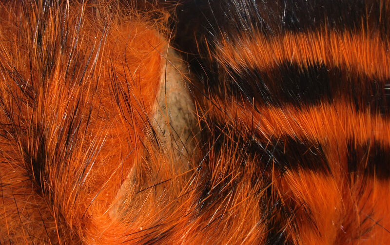 Black Barred Magnum Rabbit Strip