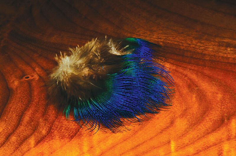 Peacock Body Feathers