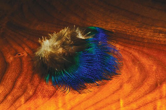 Peacock Body Feathers