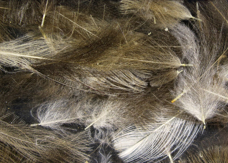 Cul De Canard Feathers
