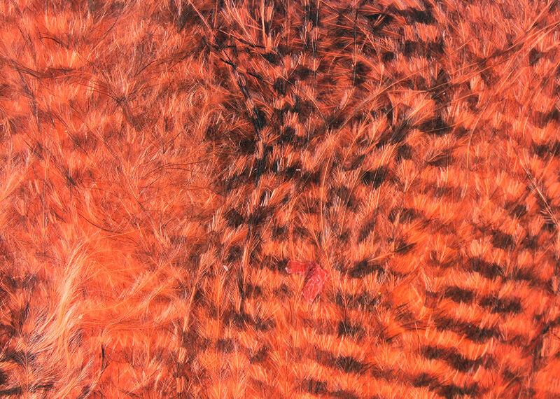 Fine Black Barred Marabou Feathers