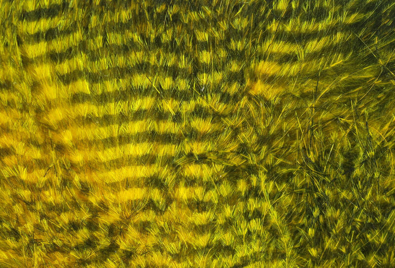 Fine Black Barred Marabou Feathers