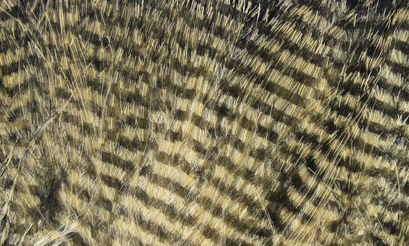 Fine Black Barred Marabou Feathers