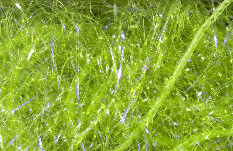 UV Polar Chenille - Micro