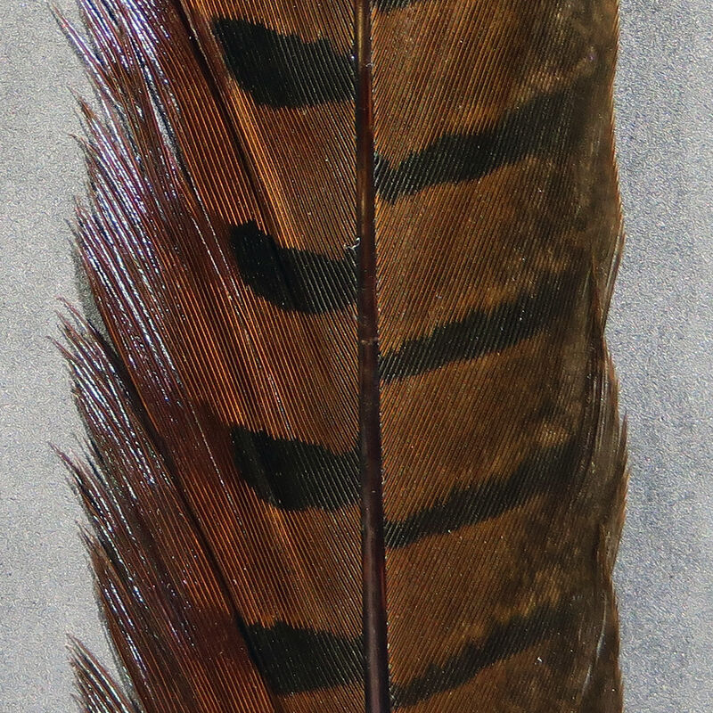 Ringneck Pheasant Tail Feathers