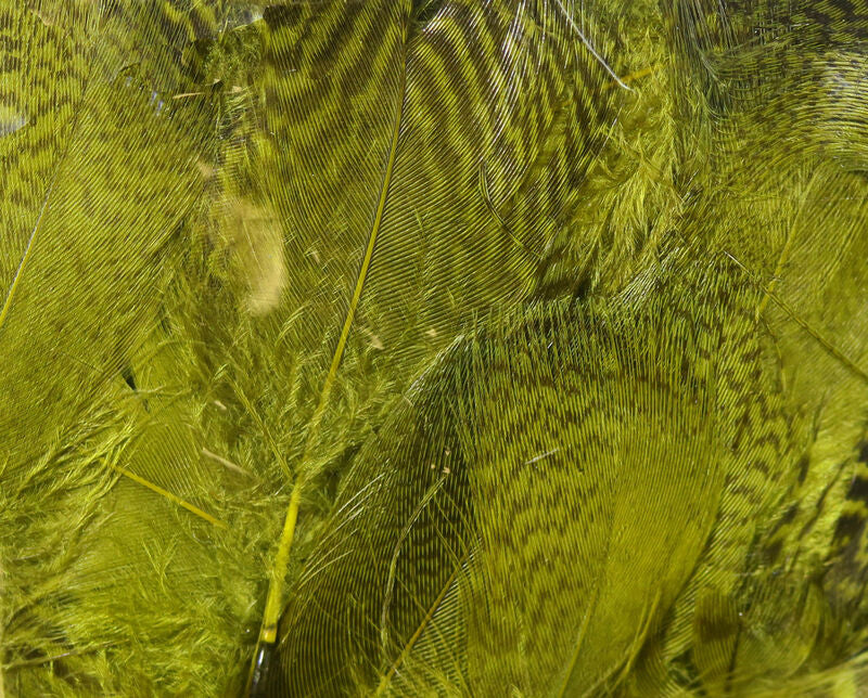 Teal Flank Feathers