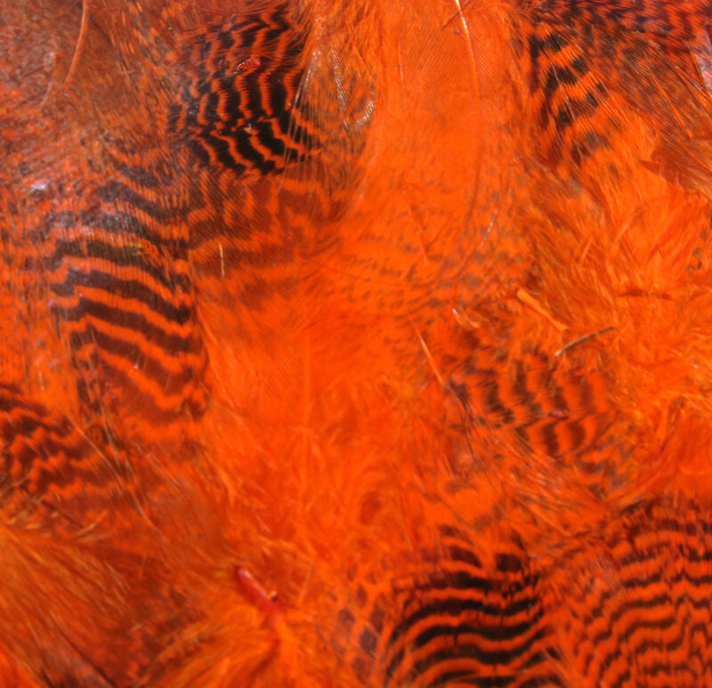 Teal Flank Feathers