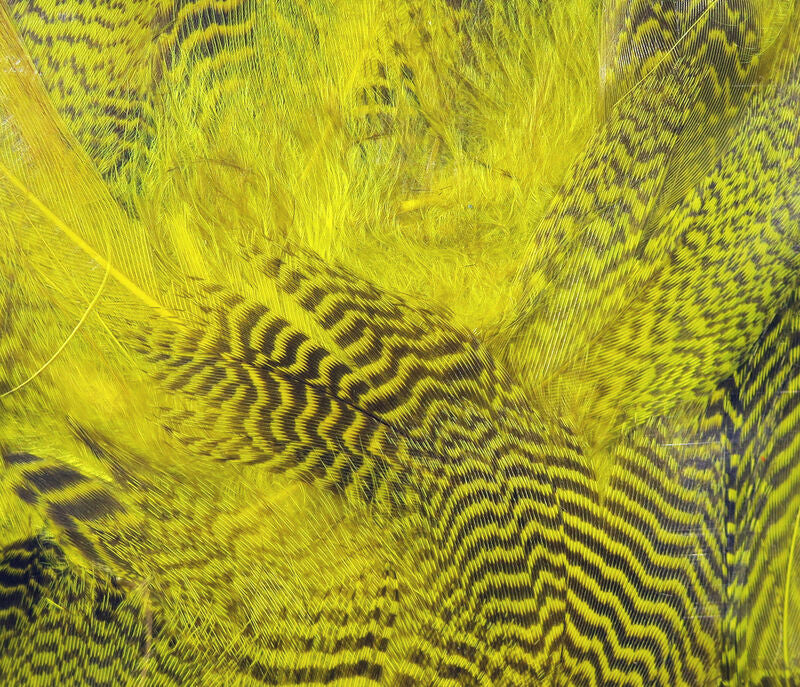 Teal Flank Feathers