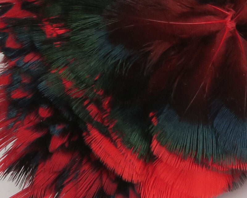 Ringneck Pheasant Neck