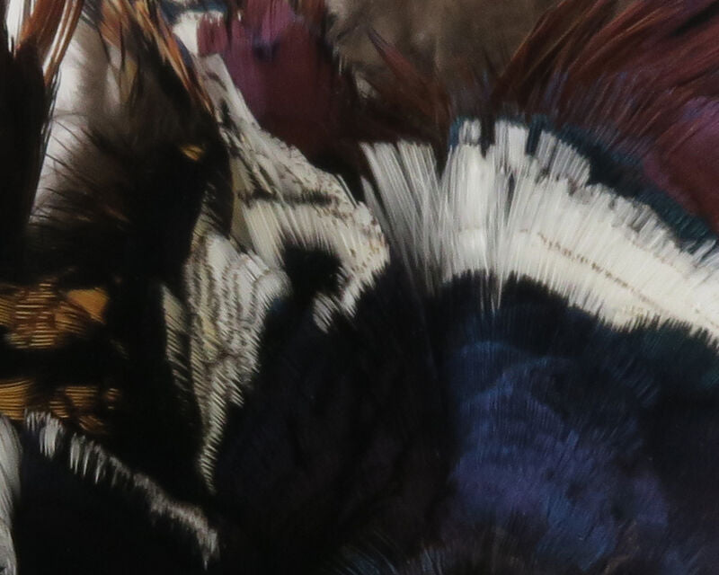 Ringneck Pheasant Neck