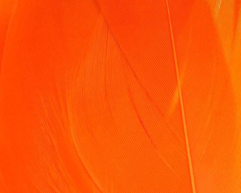 Hareline Select Goose Shoulder