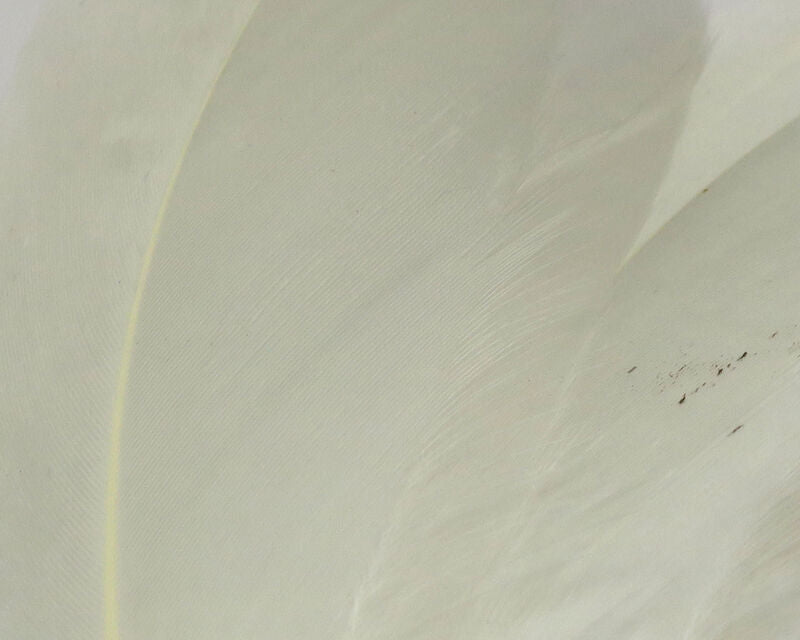 Hareline Select Goose Shoulder