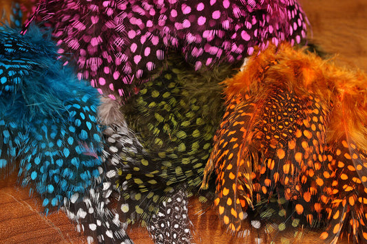 Hareline Large Eyed Guinea