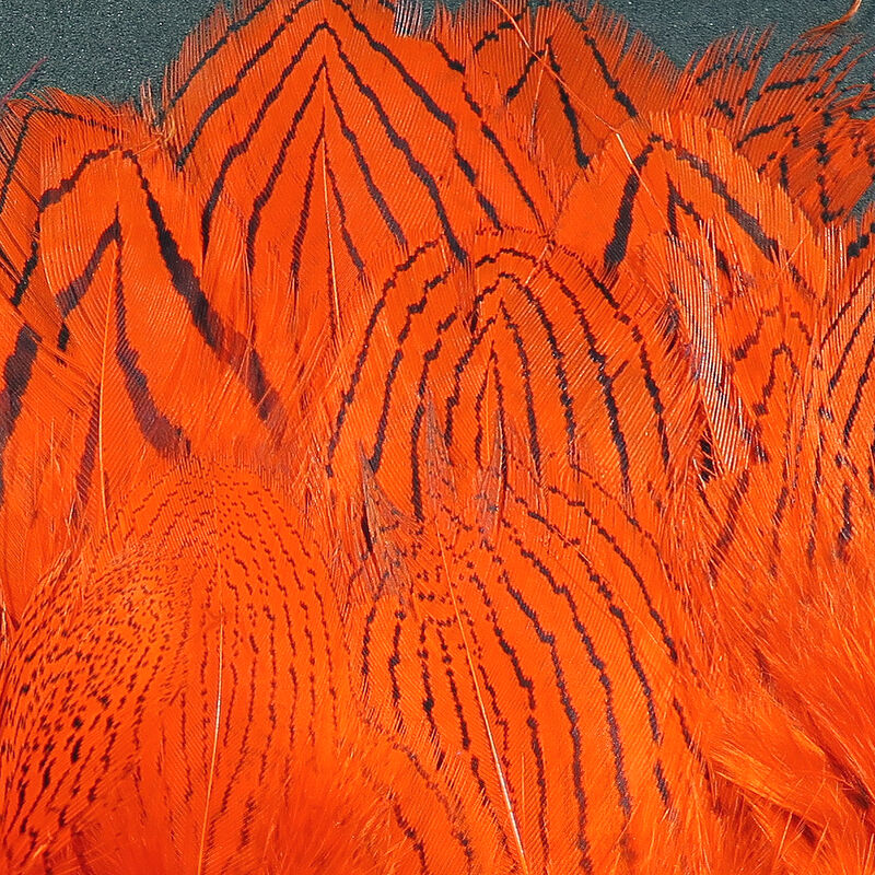 Silver Pheasant Body Feathers