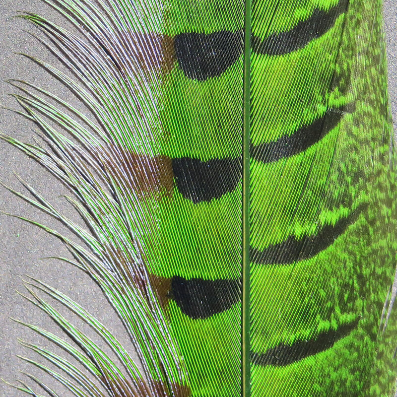 Ringneck Pheasant Tail Feathers