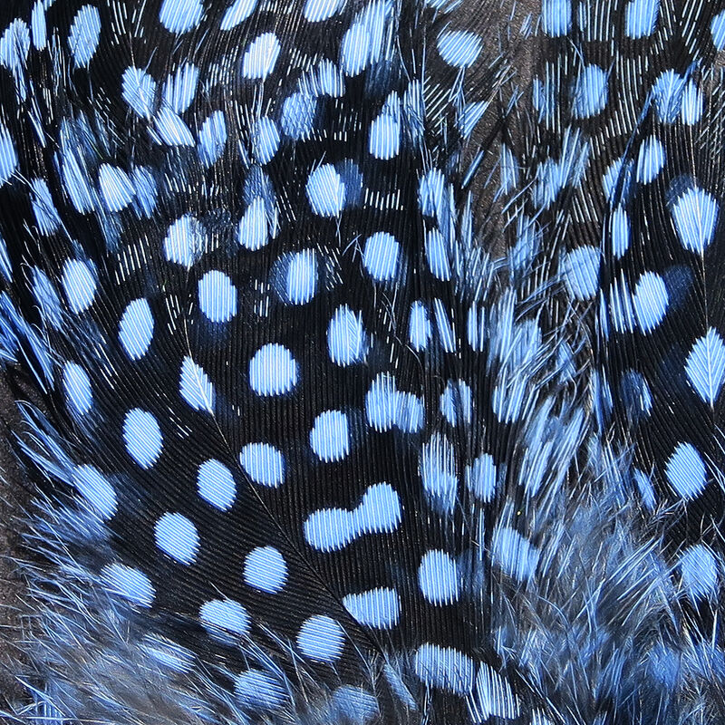 Strung Guinea Feathers